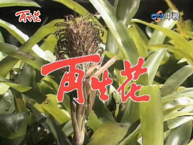 再生花1990 第02集